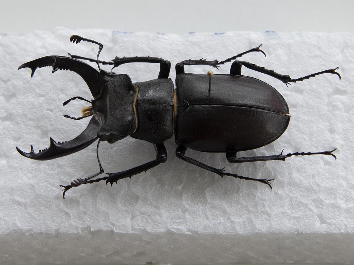 Lucanus cervus